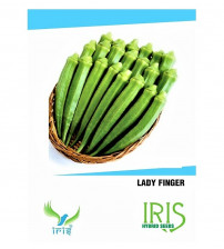 Iris F1 Okra / Lady Finger 15 Seeds